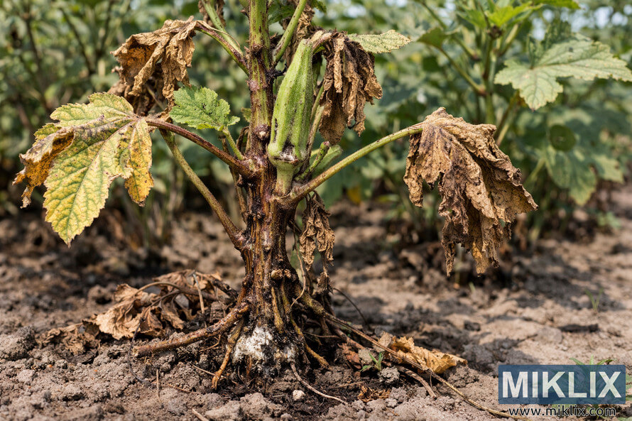 Okra plant in a field displaying severe Fusarium wilt symptoms with yellowing, dried leaves and darkened stem near the soil.