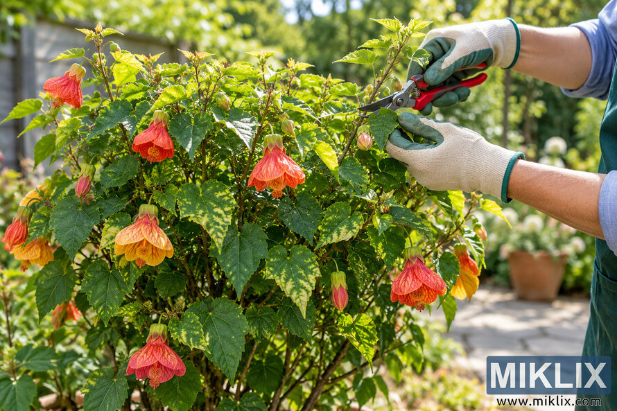 Gardener using pruning shears to shape a flowering abutilon shrub into a rounded form in a sunny garden Gardener using pruning shears to shape a flowering abutilon shrub into a rounded form in a sunny garden