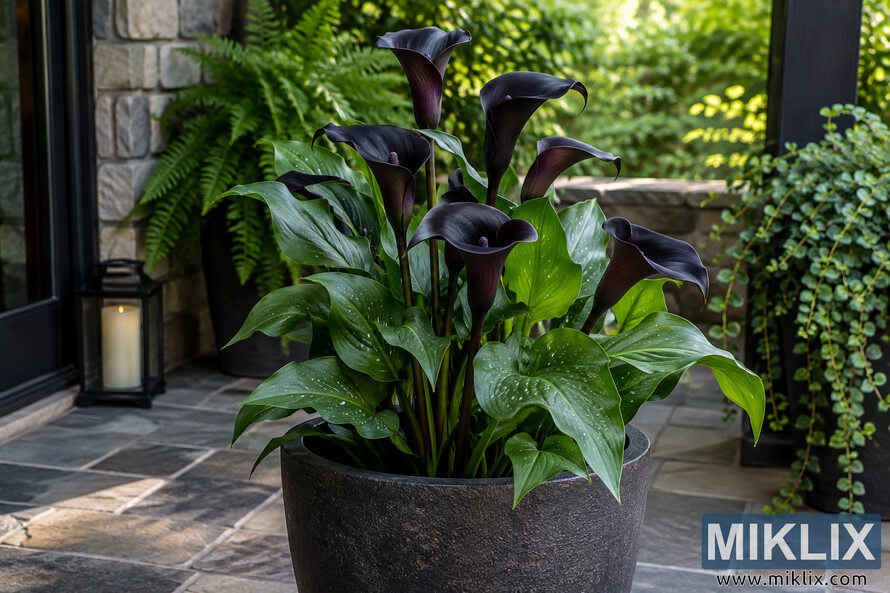 Dark black-purple calla lilies with glossy green leaves growing in a charcoal planter on a shaded stone patio surrounded by ferns and greenery. Dark black-purple calla lilies with glossy green leaves growing in a charcoal planter on a shaded stone patio surrounded by ferns and greenery.
