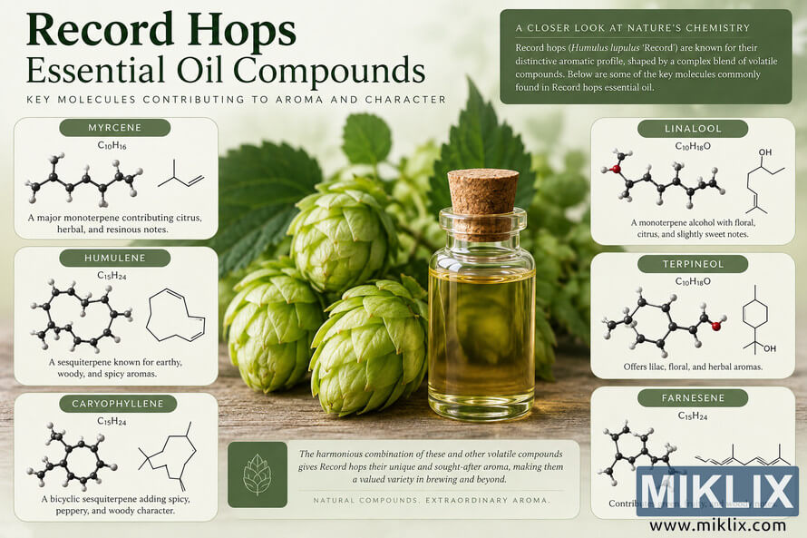 Landscape scientific infographic about Record hops essential oil, featuring fresh green hop cones, a glass bottle of golden oil, and molecular structure diagrams for myrcene, humulene, caryophyllene, linalool, terpineol, and farnesene with descriptions of their aromatic characteristics. Landscape scientific infographic about Record hops essential oil, featuring fresh green hop cones, a glass bottle of golden oil, and molecular structure diagrams for myrcene, humulene, caryophyllene, linalool, terpineol, and farnesene with descriptions of their aromatic characteristics.