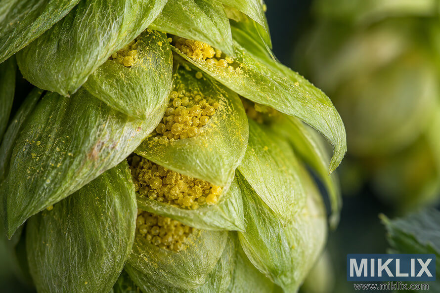 Extreme macro photograph of a fresh green hop cone with overlapping bracts opened enough to reveal dense clusters of golden-yellow lupulin glands and resinous particles, against a softly blurred green botanical background.