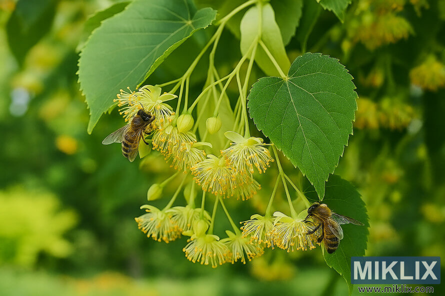 ÛØ±Û Ø¯Ù Ú©Û Ø´Ú©Ù Ú©Û Ù¾ØªÙÚº Ú©Û Ø¯Ø±Ù
ÛØ§Ù Ù¾ÛÙÛ ÙÙÚ٠درخت Ú©Û Ù¾Ú¾ÙÙÙÚº کا Ø¯ÙØ±Û کرÙÛ ÙØ§ÙÛ Ø´ÛØ¯ Ú©Û Ù
Ú©Ú¾ÛÙÚº کا Ú©ÙÙØ² اپ ÛØ±Û Ø¯Ù Ú©Û Ø´Ú©Ù Ú©Û Ù¾ØªÙÚº Ú©Û Ø¯Ø±Ù
ÛØ§Ù Ù¾ÛÙÛ ÙÙÚ٠درخت Ú©Û Ù¾Ú¾ÙÙÙÚº کا Ø¯ÙØ±Û کرÙÛ ÙØ§ÙÛ Ø´ÛØ¯ Ú©Û Ù
Ú©Ú¾ÛÙÚº کا Ú©ÙÙØ² اپ