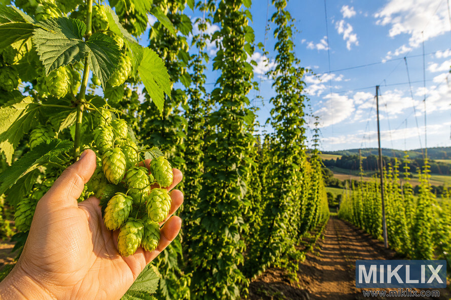 Close-up of a hand holding ripe green hop cones in a lush hop field during summer, with rows of sunlit vines, rich soil, rolling hills, and a bright blue sky with scattered clouds in the background. Close-up of a hand holding ripe green hop cones in a lush hop field during summer, with rows of sunlit vines, rich soil, rolling hills, and a bright blue sky with scattered clouds in the background.