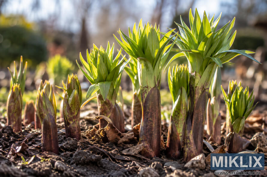 Close-up of young crown imperial shoots with green pointed leaves emerging from dark, leaf-covered garden soil in warm early spring sunlight. Close-up of young crown imperial shoots with green pointed leaves emerging from dark, leaf-covered garden soil in warm early spring sunlight.