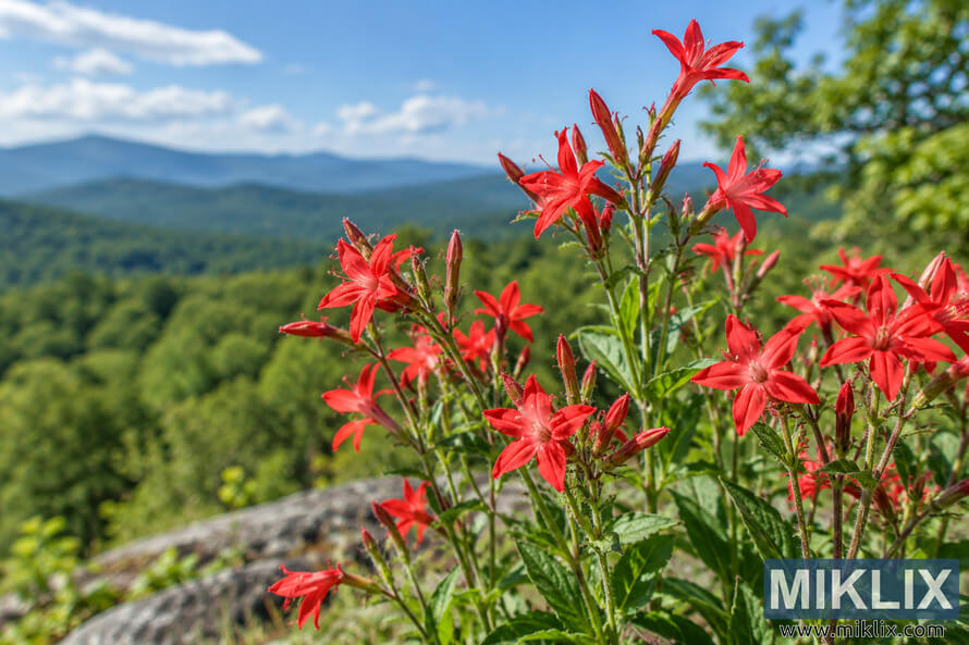 Vivid red wildflowers and buds in sunlight, with a softly blurred green forest, blue mountain ridges, and bright summer sky behind them.