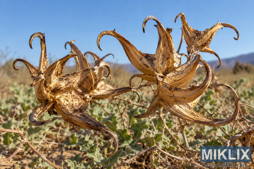 Close-up of mature dried seed pods with long curved hooks among low green vegetation, with distant hills and a clear blue sky. Close-up of mature dried seed pods with long curved hooks among low green vegetation, with distant hills and a clear blue sky.