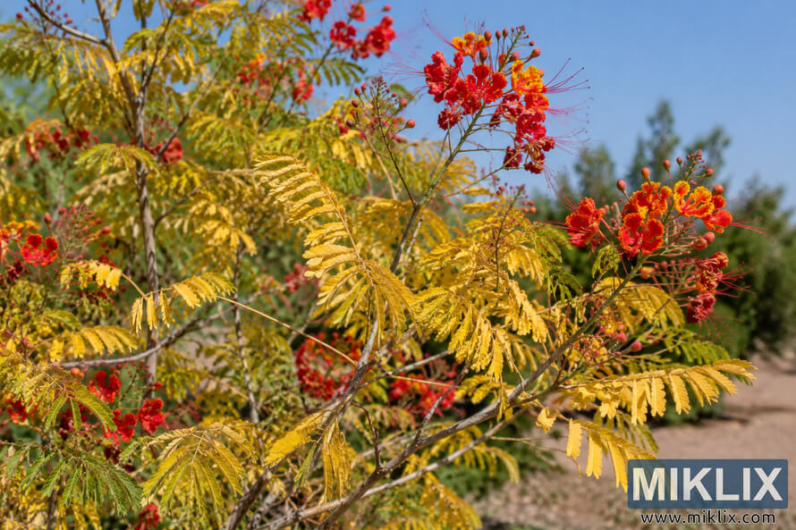 Pride of Barbados shrub with yellow foliage, red-orange flowers, and slender woody branches in bright sunlight. Pride of Barbados shrub with yellow foliage, red-orange flowers, and slender woody branches in bright sunlight.