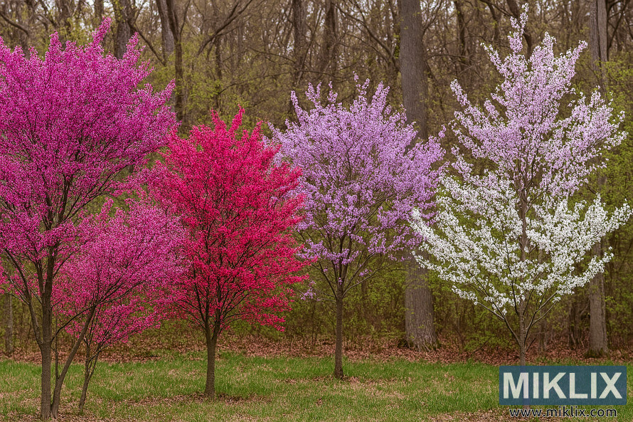 Vue de paysage de quatre variÃ©tÃ©s dâarbres redbud en pleine floraison printaniÃ¨re avec des fleurs magenta, rose, lavande et blanche sur fond boisÃ©.