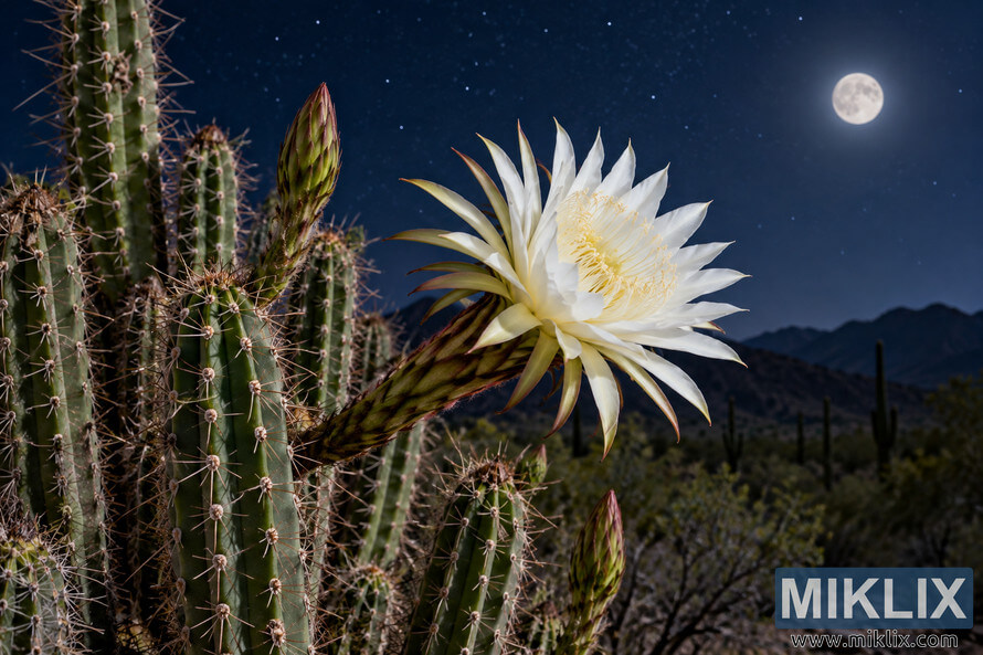 White night-blooming cereus flower on a spiny cactus under a starry sky and bright moon White night-blooming cereus flower on a spiny cactus under a starry sky and bright moon