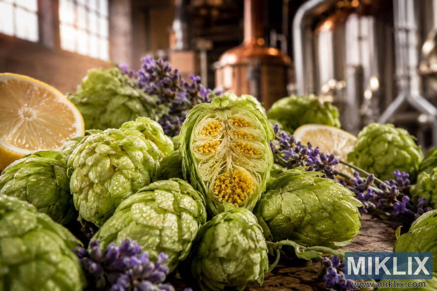 Close-up landscape image of fresh Precoce de Bourgogne hop cones covered in dew, featuring a sliced hop revealing golden lupulin glands, surrounded by lemon slices and lavender in a softly blurred brewery background with warm natural lighting.