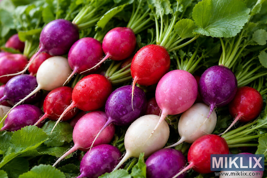Freshly harvested Easter Egg radishes in purple, pink, red, and white with green tops