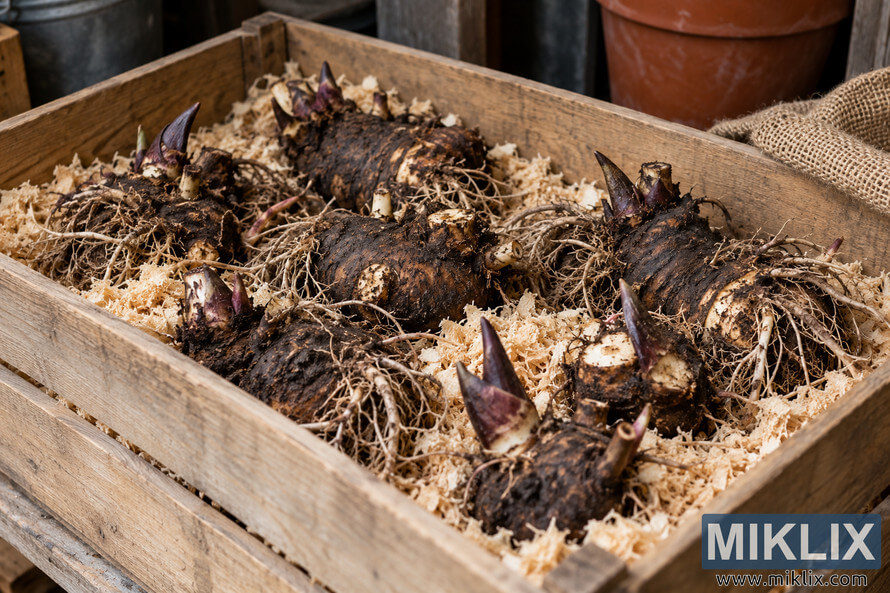 Dark, soil-covered rhizomes with purple shoots and tangled roots stored in pale wood shavings inside a weathered wooden crate. Dark, soil-covered rhizomes with purple shoots and tangled roots stored in pale wood shavings inside a weathered wooden crate.