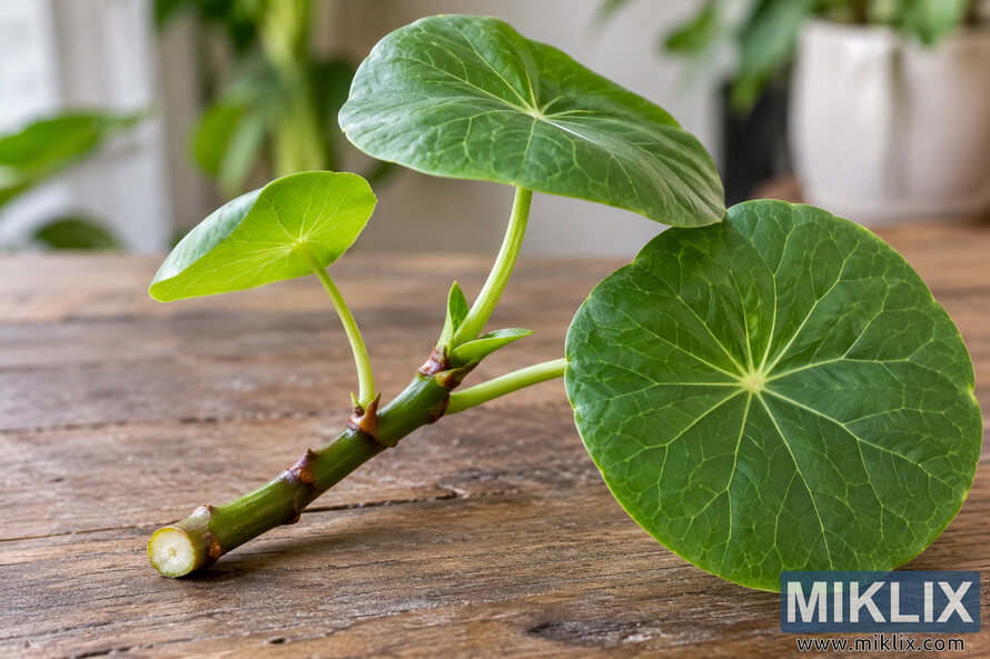 Green Chinese hat plant stem cutting with round veined leaves resting on a wooden tabletop Green Chinese hat plant stem cutting with round veined leaves resting on a wooden tabletop