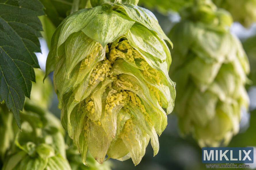Macro photograph of a fresh green hop cone on the plant, showing overlapping bracts and exposed golden-yellow lupulin glands, with leaves and additional hop cones softly blurred in the background. Macro photograph of a fresh green hop cone on the plant, showing overlapping bracts and exposed golden-yellow lupulin glands, with leaves and additional hop cones softly blurred in the background.