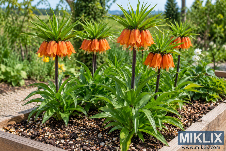 Orange Crown Imperial flowers with green leaf crowns growing in a wooden raised bed filled with coarse, well-drained soil. Orange Crown Imperial flowers with green leaf crowns growing in a wooden raised bed filled with coarse, well-drained soil.