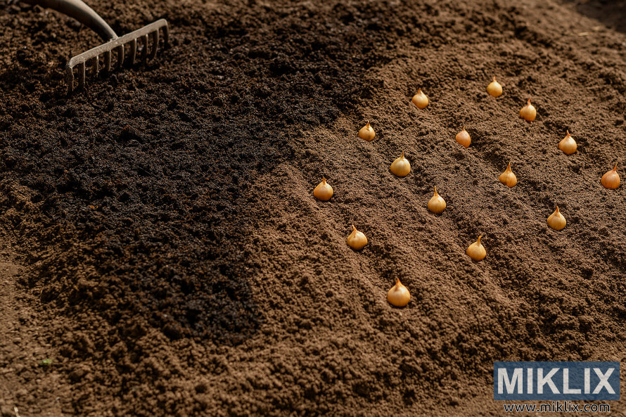 Garden bed with compost mixed into soil and rows of onion sets planted