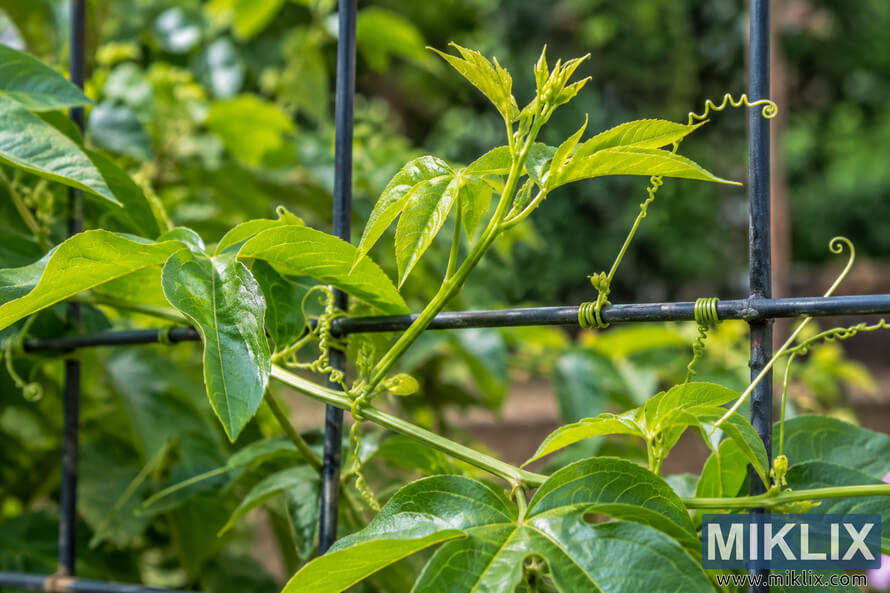 Close-up of fresh light-green maypop vine growth and curling tendrils climbing a dark metal garden trellis. Close-up of fresh light-green maypop vine growth and curling tendrils climbing a dark metal garden trellis.