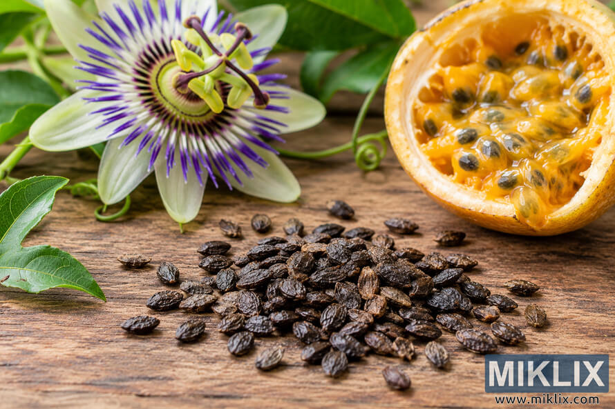 Dark passionflower seeds on rustic wood beside a purple-and-white passionflower, green leaves, vines, and a halved yellow passion fruit. Dark passionflower seeds on rustic wood beside a purple-and-white passionflower, green leaves, vines, and a halved yellow passion fruit.