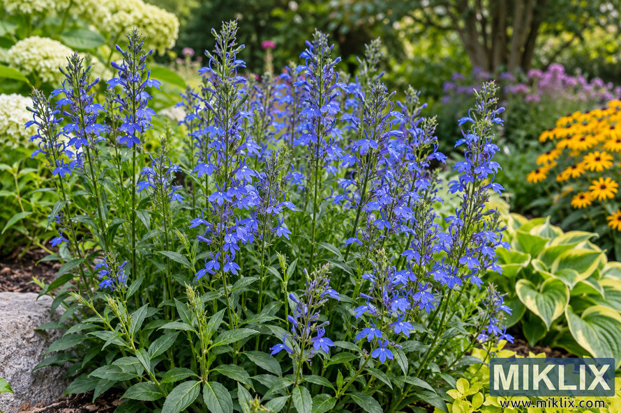 Tall blue-violet lobelia flowers growing in a lush garden bed with variegated foliage, yellow-orange flowers, pale blooms, and dense greenery. Tall blue-violet lobelia flowers growing in a lush garden bed with variegated foliage, yellow-orange flowers, pale blooms, and dense greenery.