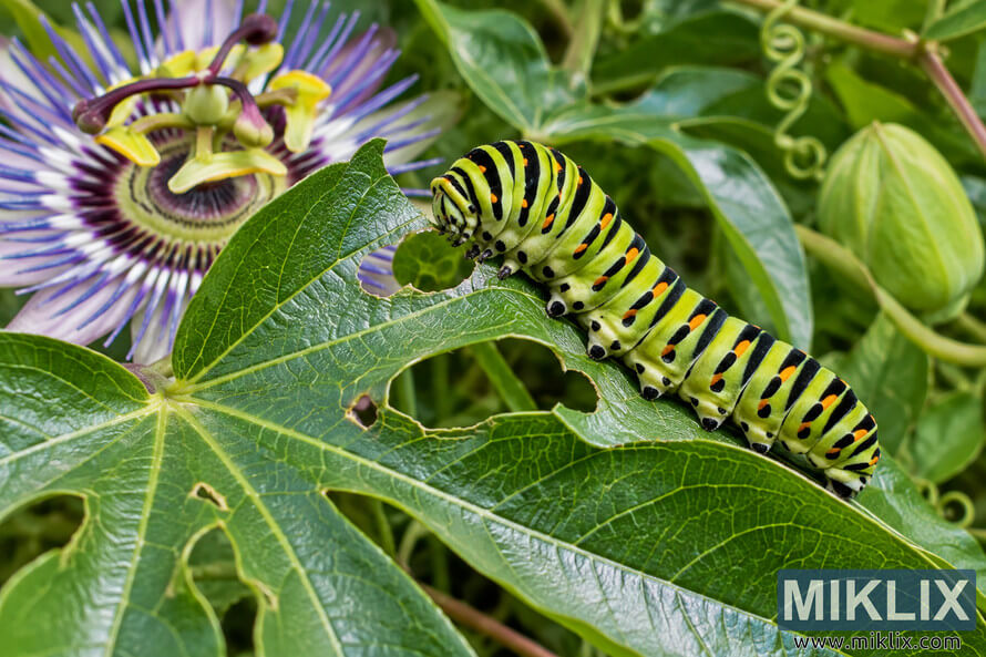 Green, black, and orange caterpillar feeding on a damaged passionflower leaf beside a purple-and-white passionflower bloom. Green, black, and orange caterpillar feeding on a damaged passionflower leaf beside a purple-and-white passionflower bloom.