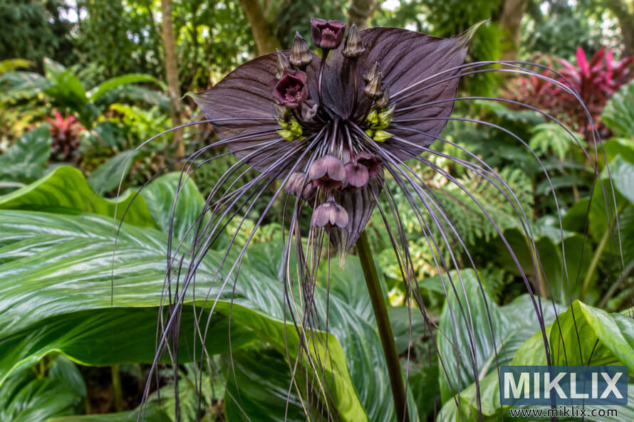 Close-up of a dark purple bat flower with long whisker-like filaments, surrounded by large glossy green leaves in a lush tropical garden. Close-up of a dark purple bat flower with long whisker-like filaments, surrounded by large glossy green leaves in a lush tropical garden.