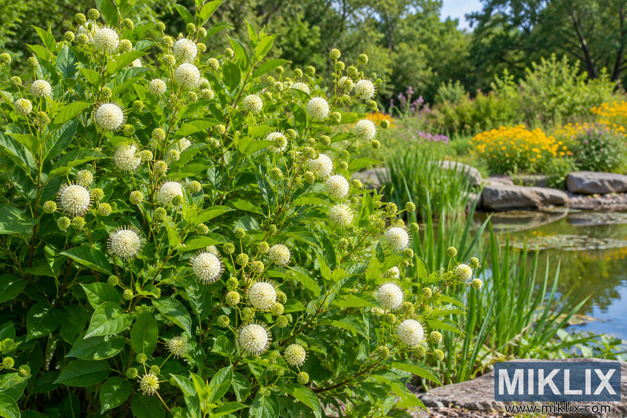 White buttonbush flowers and lush green foliage growing beside a stone-edged wildlife garden pond with reeds and colorful wildflowers. White buttonbush flowers and lush green foliage growing beside a stone-edged wildlife garden pond with reeds and colorful wildflowers.