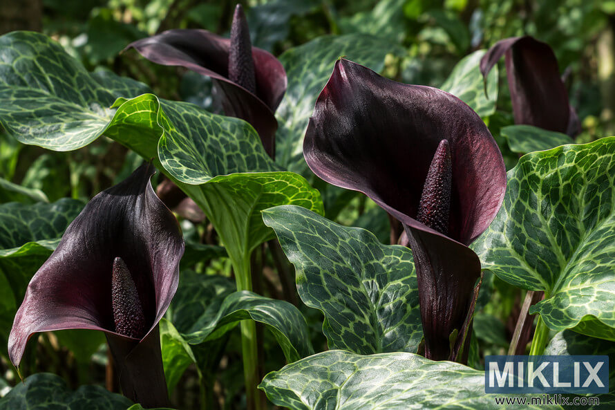 Dark burgundy calla-like flowers with textured spadices surrounded by glossy green leaves patterned with pale veins. Dark burgundy calla-like flowers with textured spadices surrounded by glossy green leaves patterned with pale veins.