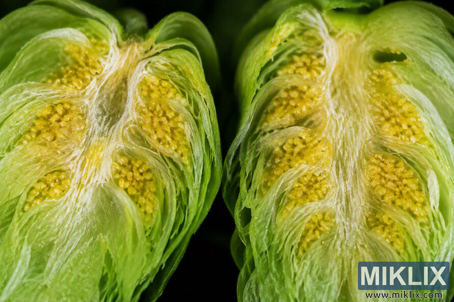 Extreme macro photograph of two halved Rakau hop cones in landscape orientation, showing dense clusters of yellow lupulin glands between layered green bracts against a dark background.