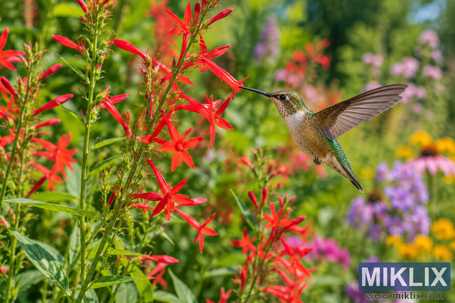 Hummingbird hovering beside vivid red tubular flowers in a colorful green pollinator garden.