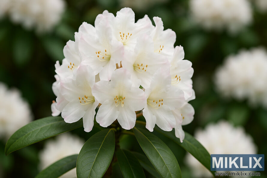 Gros plan du rhododendron Loderi King George avec des fleurs blanches teintÃ©es dâun rose doux.