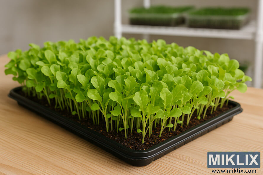 Tray of vibrant lettuce microgreens growing indoors on a wooden surface