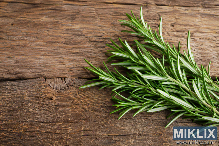 Fresh green rosemary sprigs resting on a weathered rustic wooden surface with natural lighting and ample copy space, presented in a landscape composition. Fresh green rosemary sprigs resting on a weathered rustic wooden surface with natural lighting and ample copy space, presented in a landscape composition.