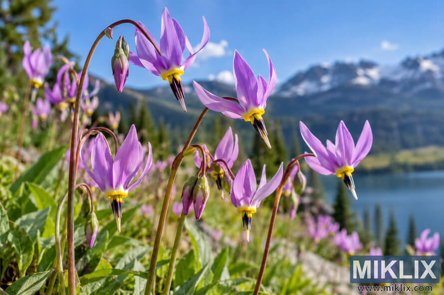 Pink-purple shooting star flowers with swept-back petals above a green alpine slope, with a blue lake and snow-dusted mountains in the background.