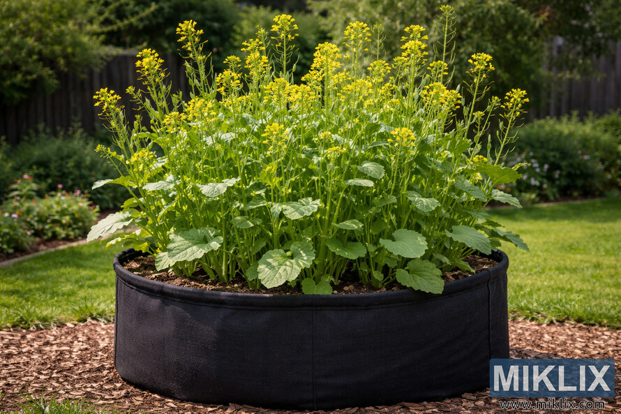 Large deep black fabric container filled with mustard plants developing tall seed stalks and yellow flowers in a sunny garden setting.
