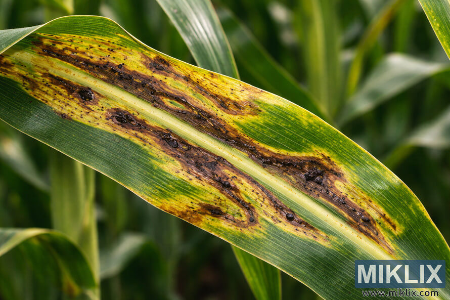 Close-up of a corn leaf showing elongated yellow-brown lesions and dark bacterial exudates characteristic of Stewartâs bacterial wilt.