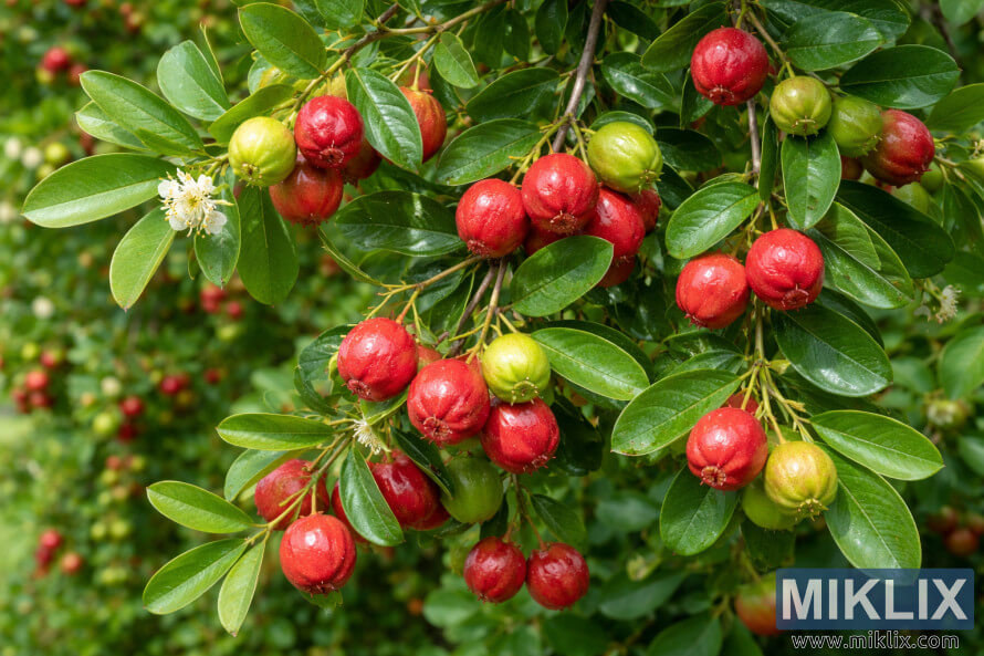 Fotografie guava stromu jahodnÃ­kovÃ©ho ve vysokÃ©m rozliÅ¡enÃ­ s lesklÃ½mi zelenÃ½mi listy, ÄervenÃ½mi a zelenÃ½mi plody a malÃ½mi bÃ­lÃ½mi kvÄty.