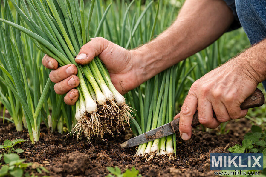Hands harvesting freshly pulled scallions from garden soil while cutting another bunch with a small knife