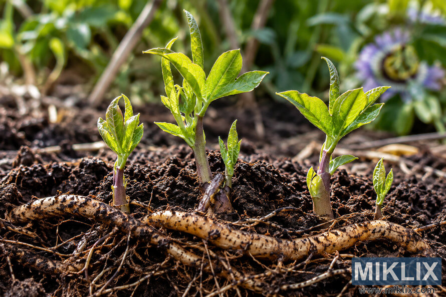 Close-up of bright green spring shoots emerging from dark soil above exposed pale roots, with blurred garden foliage and a purple flower behind. Close-up of bright green spring shoots emerging from dark soil above exposed pale roots, with blurred garden foliage and a purple flower behind.