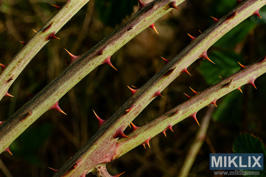 Gros plan sur des tiges de mÃ»rier Ã©pineuses aux Ã©pines acÃ©rÃ©es Ã  pointe rouge, sur un fond vert flou.