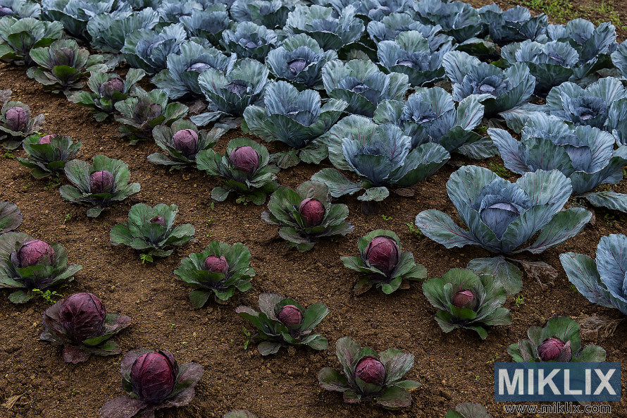 Diferents varietats de col llombarda que creixen en fileres ordenades amb variacions visibles de mida i color