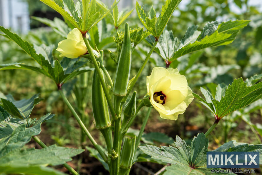 A healthy okra plant growing in a sunny garden, displaying several green okra pods, broad green leaves, and delicate pale yellow flowers against a softly blurred natural background. A healthy okra plant growing in a sunny garden, displaying several green okra pods, broad green leaves, and delicate pale yellow flowers against a softly blurred natural background.