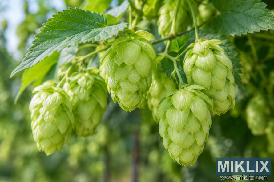 Close-up landscape photograph of fresh pale green Saphir hop cones with compact overlapping bracts hanging from a leafy hop plant in natural sunlight.