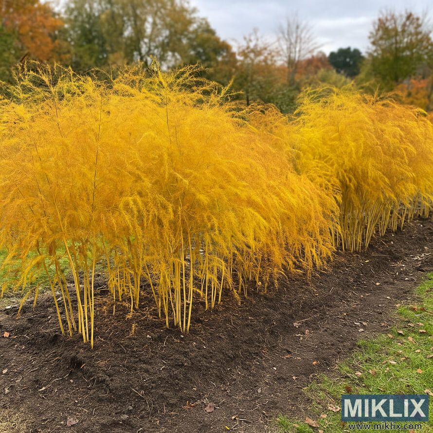Rastline beluÅ¡ev jeseni z rumenkastim listjem, podobnim praproti, v vrtni gredici.