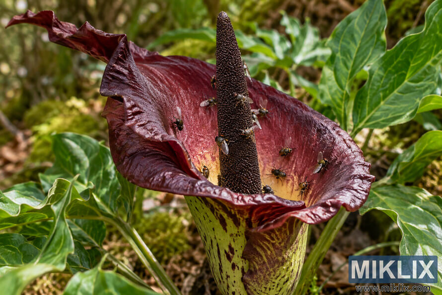 Close-up of a dark burgundy dragon arum flower with a tall black-brown spadix covered by flies, surrounded by green woodland foliage.