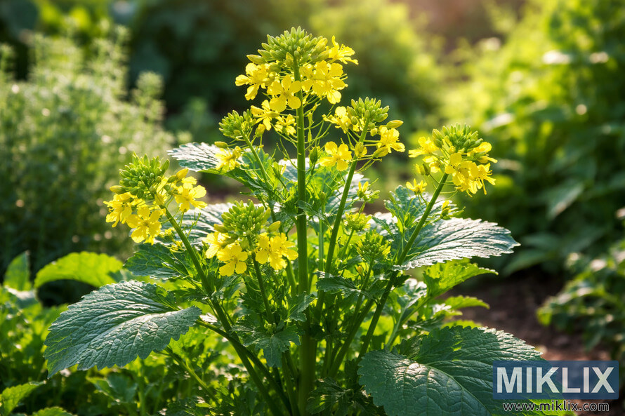 Close-up landscape photo of a Black Mustard (Brassica nigra) plant with bright yellow flowers growing in a sunlit herb garden.