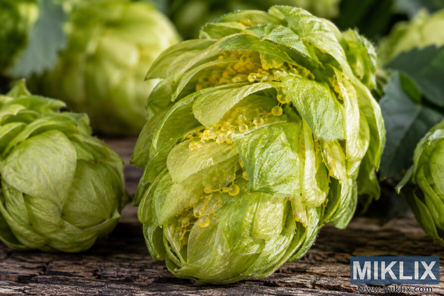 Macro photograph of fresh green hop cones on weathered wood, with the central cone opened to reveal golden lupulin glands and glossy aromatic oil droplets. Macro photograph of fresh green hop cones on weathered wood, with the central cone opened to reveal golden lupulin glands and glossy aromatic oil droplets.