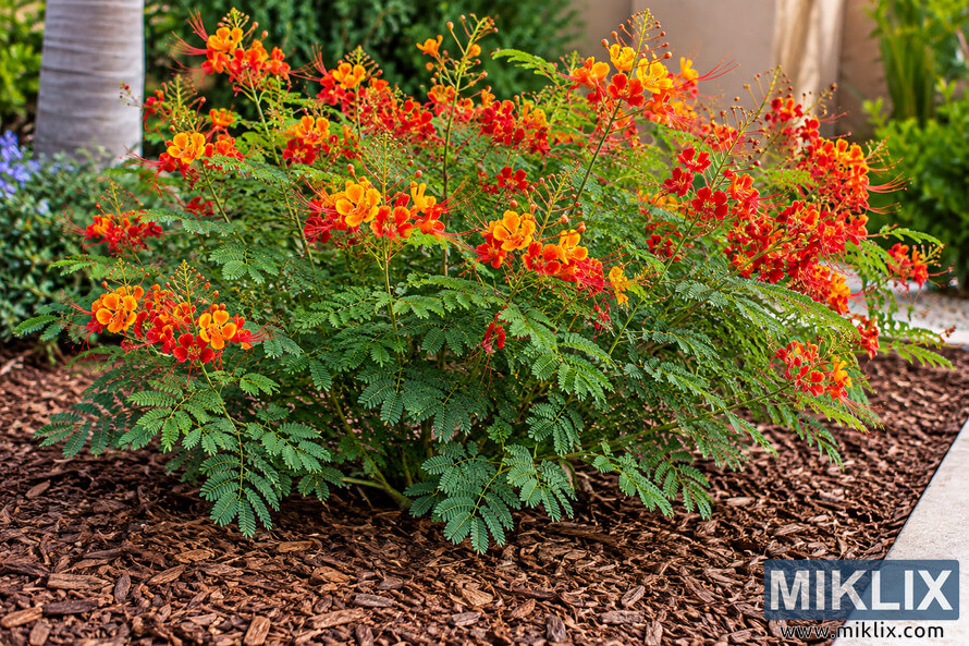 Pride of Barbados plant with red, orange, and yellow flowers growing in a brown wood-chip mulch bed. Pride of Barbados plant with red, orange, and yellow flowers growing in a brown wood-chip mulch bed.