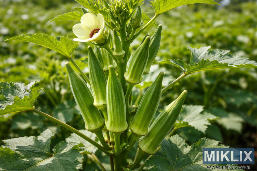 Healthy okra plant with multiple green pods ready for harvest and a pale yellow flower in a sunlit garden.