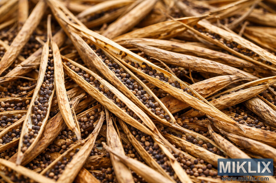 High-resolution landscape photo of dried mustard seed pods split open, revealing dark round seeds clustered inside papery golden-brown husks.
