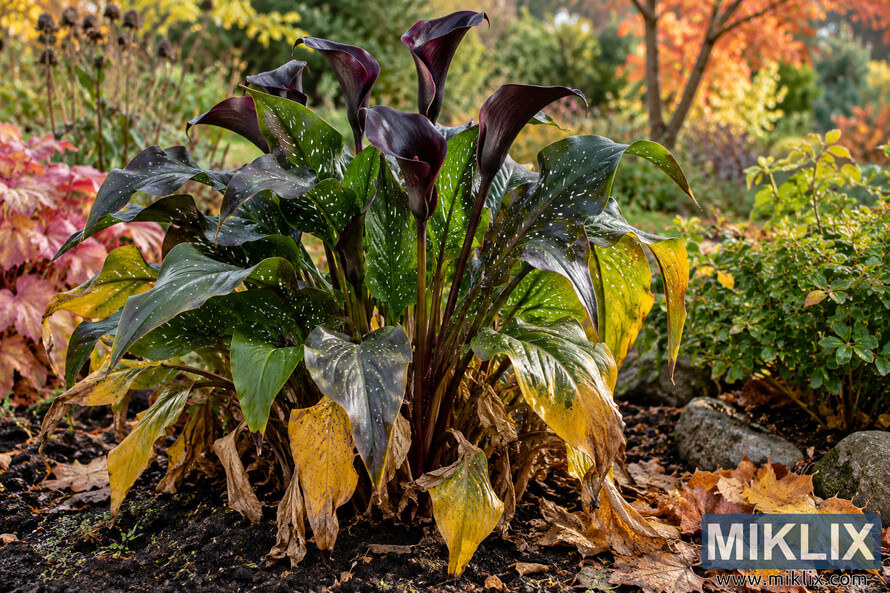 Dark burgundy calla-like flowers and speckled green foliage with yellowing autumn leaves in a garden bed surrounded by fallen leaves, shrubs, and stones. Dark burgundy calla-like flowers and speckled green foliage with yellowing autumn leaves in a garden bed surrounded by fallen leaves, shrubs, and stones.